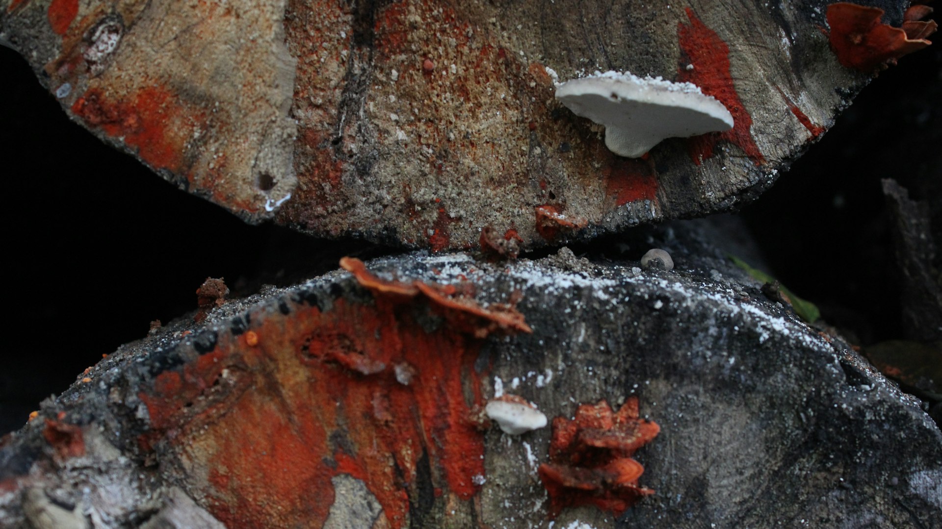 brown and gray wood log